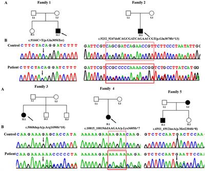 Novel germline variants in KMT2C in Chinese patients with Kleefstra syndrome-2